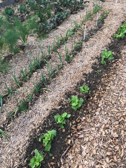 Le paillage au jardin en permaculture