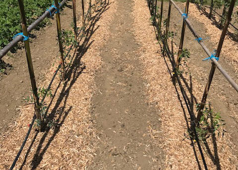 paillage d'un potager, permaculture