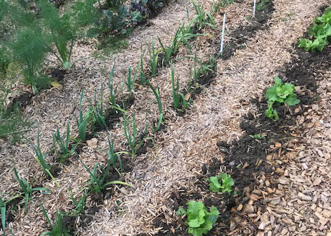 paillage potager, irrigation